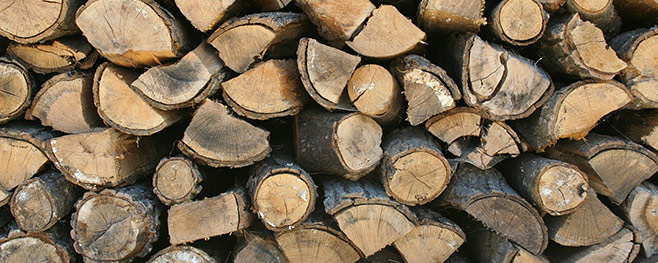 Holz-Schädlinge-bekämpfen