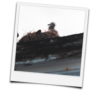 Kücken im Nest auf dem Dach