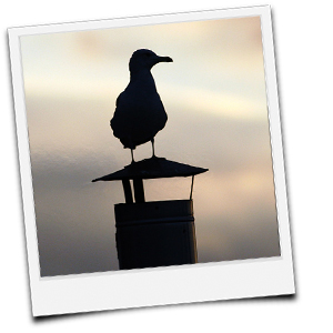 Vogel auf Rauchabzug