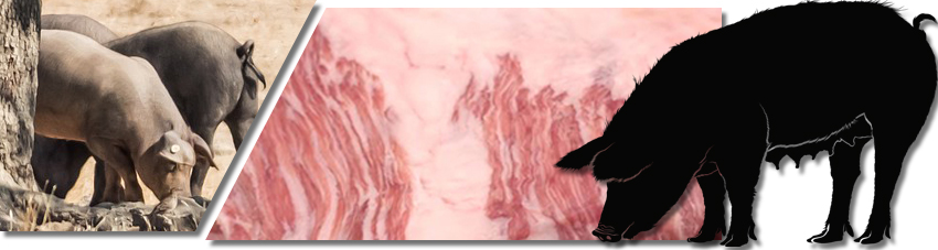 Collage aus Fotos vom freigehaltenen Ibericoschwein und der Fleischmaserung beim Rohfleisch