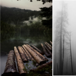 abgebrannter Wald im Nebel und Baumstämme im Fluss