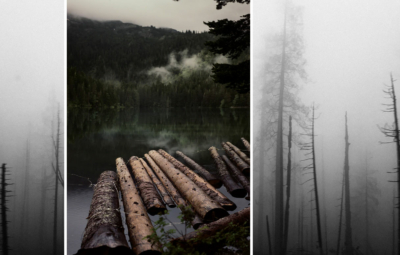 abgebrannter Wald im Nebel und Baumstämme im Fluss