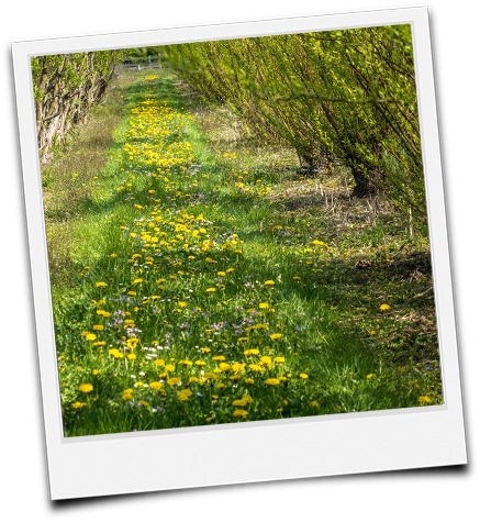 KUP mit Weiden im Frühling