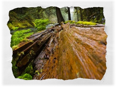 verrottender Baum im Wald